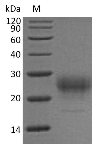 Interleukin-7 (Il7) (Active), mouse, recombinant
