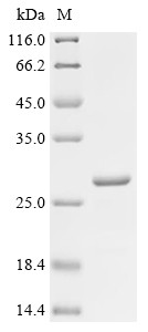 Glycodelin (PAEP), human, recombinant