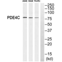 Anti-PDE4C