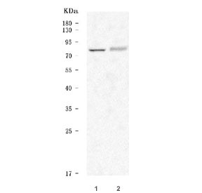 Anti-5-HT2C Receptor / HTR2C