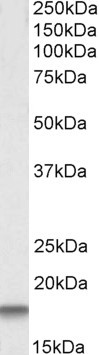 Anti-Cystatin 3, C-terminal