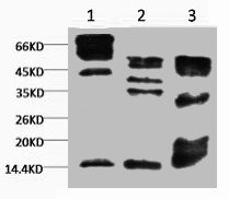 Anti-Tri-methyl-Histone H3(K9) Monoclonal