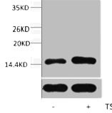 Anti-Acetyl-Histone H2B (Lys23)