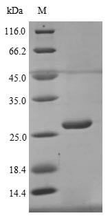 Butyrophilin subfamily 3 member A1 (BTN3A1), partial, human, recombinant