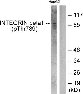 Anti-Phospho-ITGB1 (Thr789)