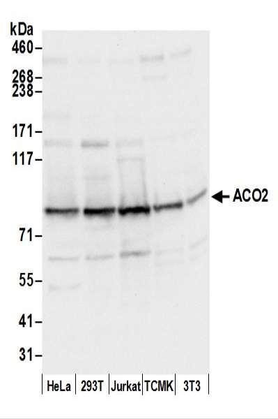 Anti-ACO2/Aconitase