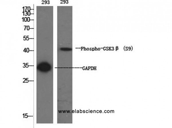 Anti-Phospho-GSK3beta (Ser9)