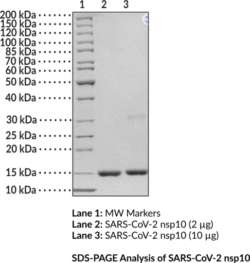 SARS-CoV-2 nsp10 (recombinant)