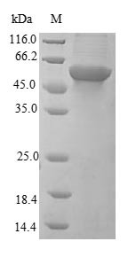 Insulin receptor (INSR), partial, human, recombinant