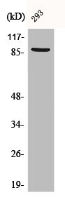 Anti-CTNNB1