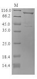 Cytoskeleton-associated protein 4 (Ckap4), partial, mouse, recombinant