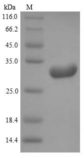 Kallikrein-8 (Klk8), mouse, recombinant