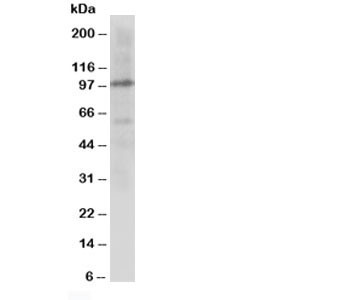 Anti-Cullin 4B