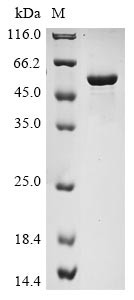 Nicotinamide phosphoribosyltransferase (Nampt), mouse, recombinant