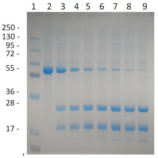 Razor(TM) TVMV Protease