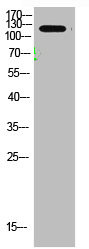 Anti-COL1A2