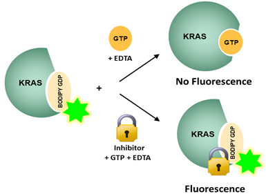 KRAS(G12V) Nucleotide Exchange Assay Kit