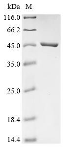 Indian hedgehog protein (IHH), chicken, recombinant