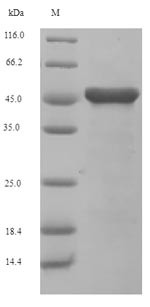 Cystathionine beta-lyase, chloroplastic (At3g57050), Arabidopsis thaliana, recombinant
