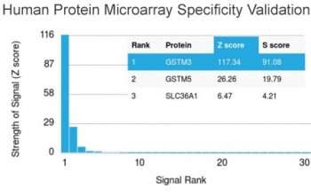 Anti-GSTM3 / Glutathione S-Transferase mu 3, clone CPTC-GSTMu3-1