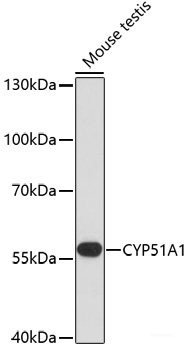 Anti-CYP51A1