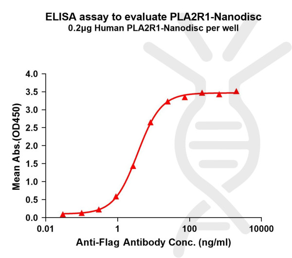 PLA2R1 (human) full length protein-synthetic nanodisc