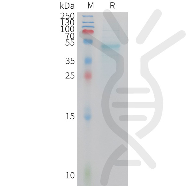 Mouse IL23A Protein, hFc Tag