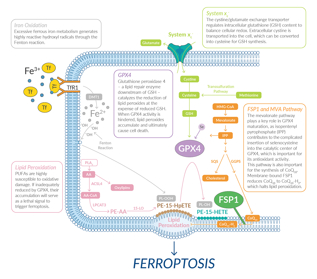 The Ferroptosis Pathway: Structure, Function, And Modulation | Biomol ...