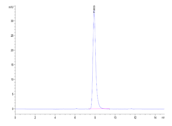 Mouse CD117 Protein