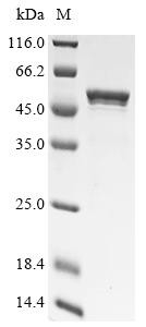 High mobility group protein B1 (HMGB1), partial, mouse, recombinant