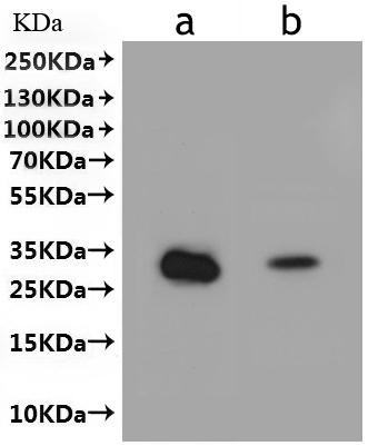 HLA-DRB1&amp;HLA-DRA Heterodimer Protein-VLPs, human, recombinant