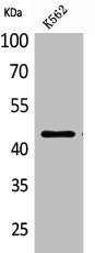 Anti-CD48