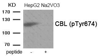 Anti-Phospho-CBL (Tyr674)