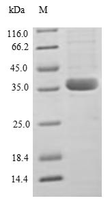 C-C motif chemokine 2 protein (CCL2), human, recombinant