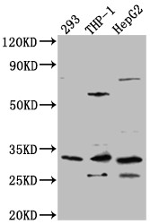 Anti-COMT Recombinant Monoclonal, clone 8E1