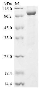 Prolyl endopeptidase FAP (FAP), partial, human, recombinant