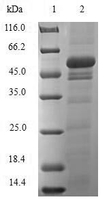 Sulfotransferase 1A1 (Sult1a1), rat, recombinant