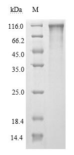 Spike glycoprotein (S), partial (Active), Severe acute respiratory syndrome coronavirus 2, recombina