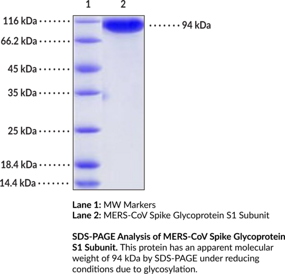 MERS-CoV Spike Glycoprotein S1 Subunit (recombinant)