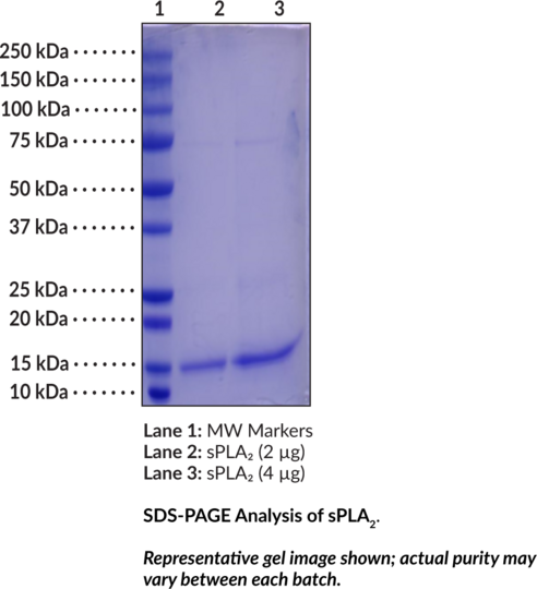 sPLA2 (mouse, recombinant Type X)