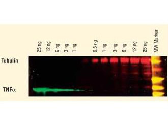 Anti-Guinea Pig IgG (H&amp;L) (Min X Bv Ch Gt Ham Hs Hu Ms Rb Rt &amp; Sh Serum Proteins), DyLight 649 conju