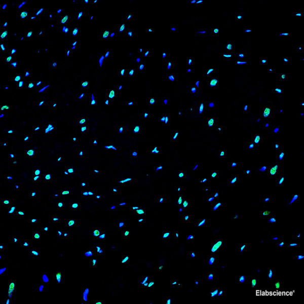 One-step TUNEL in situ Apoptosis Kit (Green, AF488)