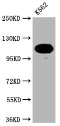 Anti-PARP1 Recombinant Monoclonal, clone 8C7