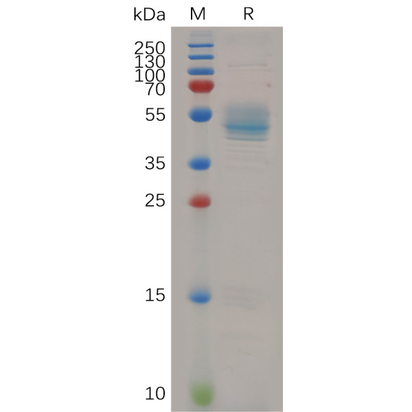 Human HBEGF Protein, hFc Tag