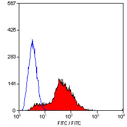 Anti-CD81 (FITC), clone Eat2