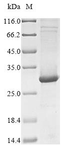 Toll-like receptor 7 (TLR7), partial, human, recombinant