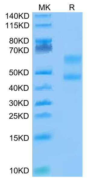 Biotinylated Cynomolgus CD3E&amp;CD3D/CD3 epsilon&amp;CD3 delta Protein (Primary Amine Labeling)