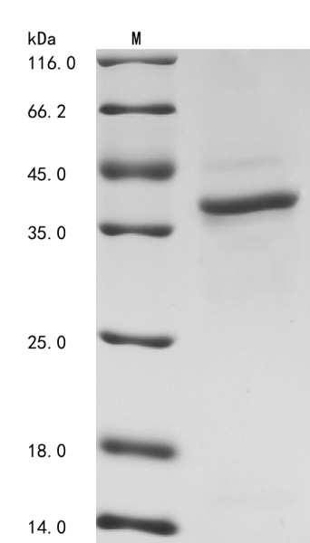 Cyclin-dependent kinase 7 (CDK7), human, recombinant