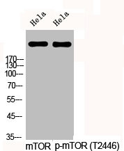 Anti-Phospho-MTOR (T2446)
