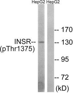 Anti-Phospho-INSR (Thr1375)